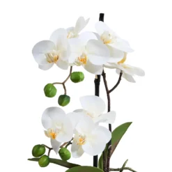 FLORISTA Orchidee im Topf
