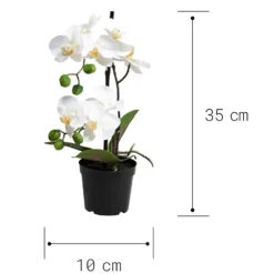 FLORISTA Orchidee im Topf