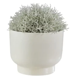 PLANT BOWL Blumentopf